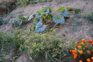 Curso básico de huerto ecológico