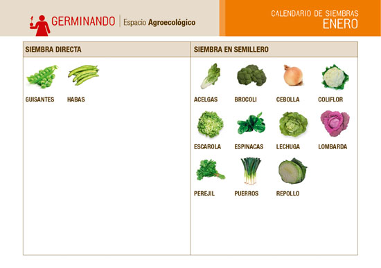 Calendario Siembras ENERO germinando