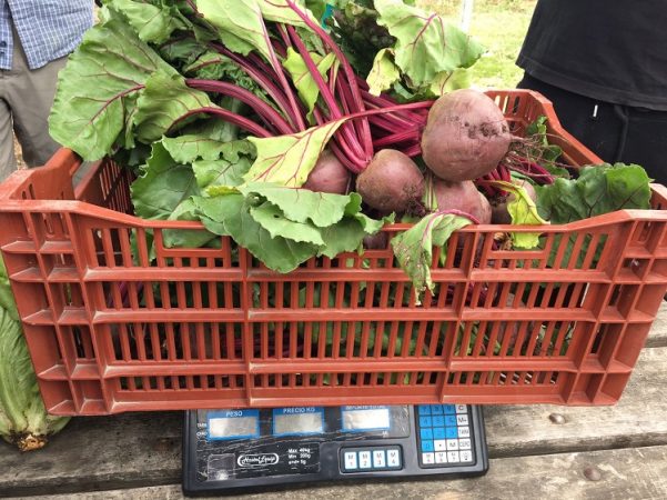 Curso de agricultura ecológica para desempleados/as 2017 (1º edición).