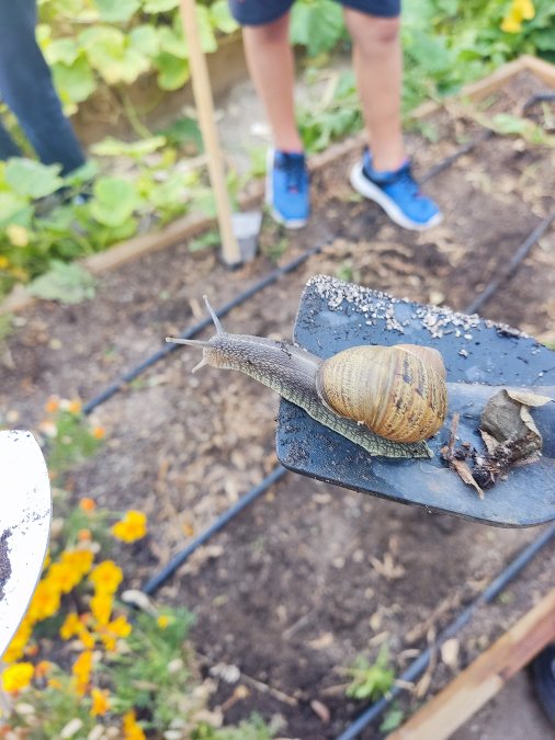 Vuelta a la huerta: ¡No solo las plantas están vivas!