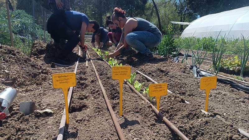 Alimentando Territorio: ensayos agronómicos con lechugas