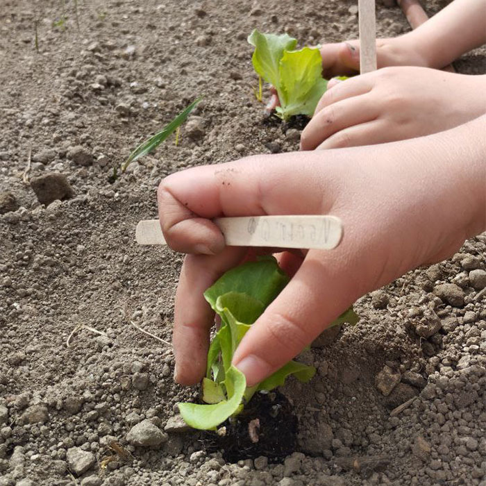 Alimentando Territorio: ¿Qué hemos hecho en las aulas de Primaria y EBO?