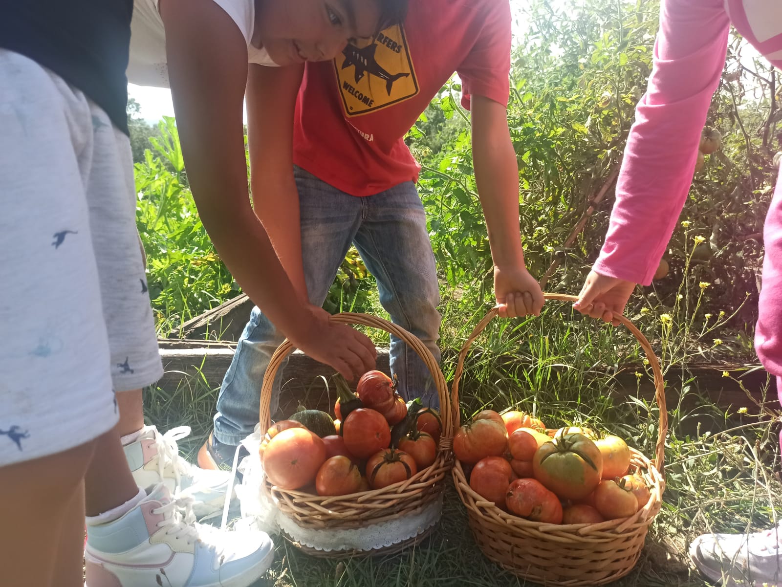 10 vídeos para que entiendas Alimentando Territorio