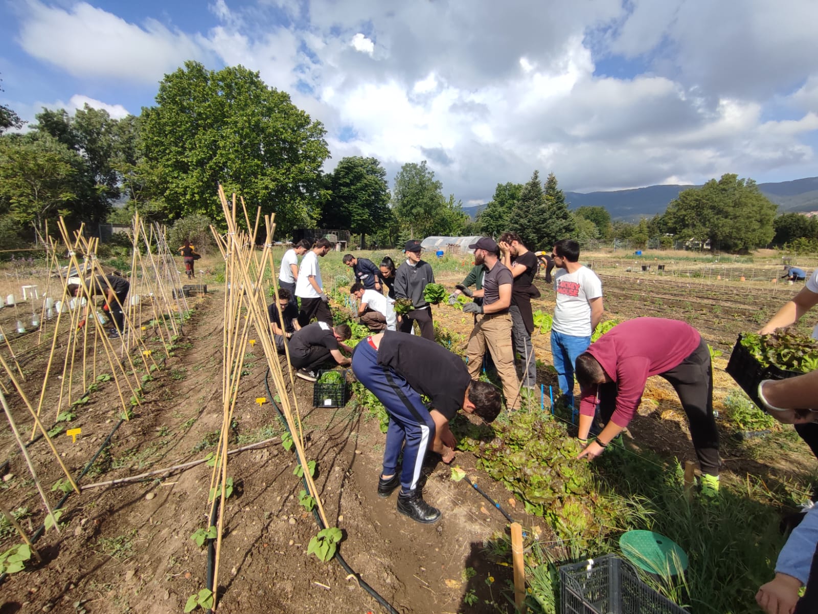 Resilvestra invita a la ciudadanía a participar en una investigación científica sobre el cultivo y consumo de alimentos silvestres de la Sierra de Madrid