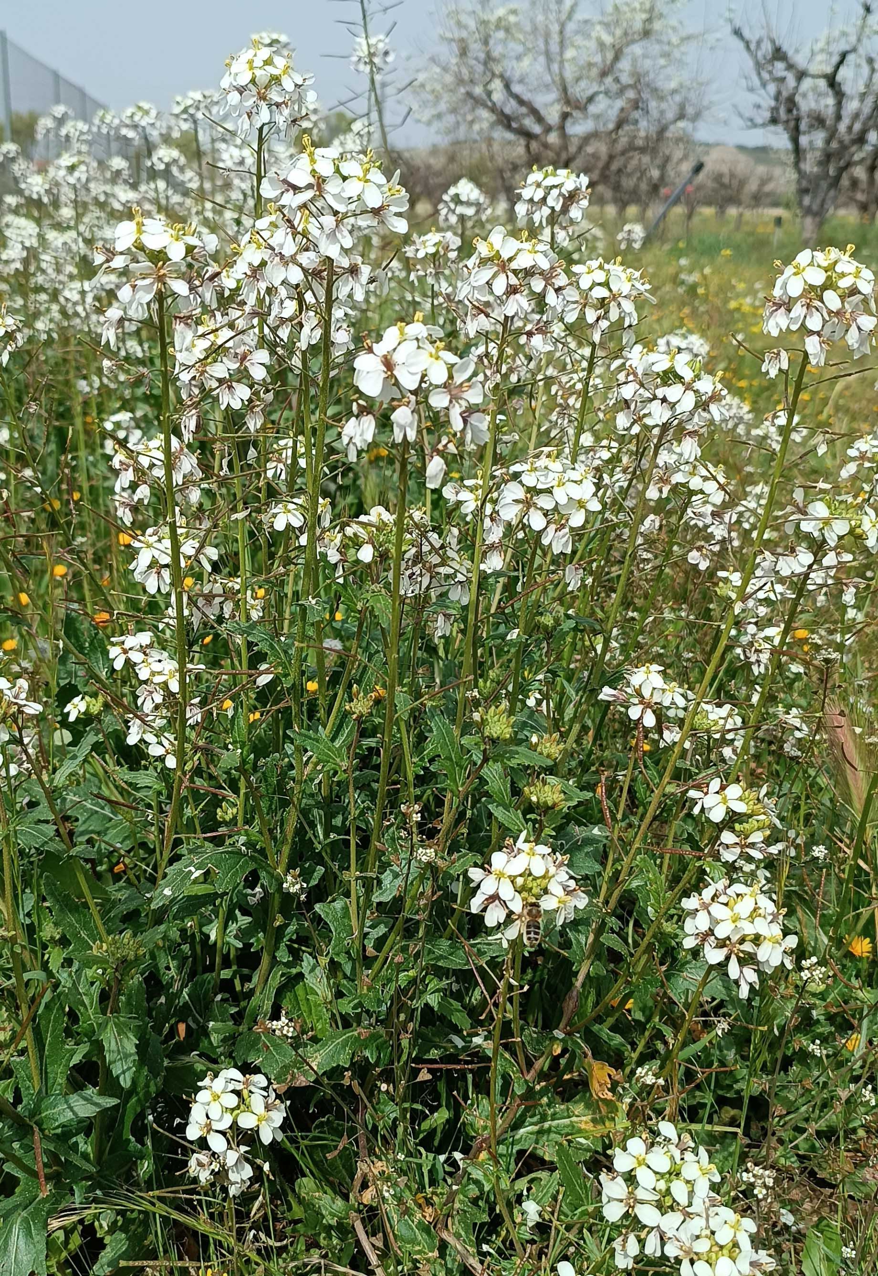 ¿Qué plantas silvestres cataban nuestros mayores en su infancia cuando salían al campo?