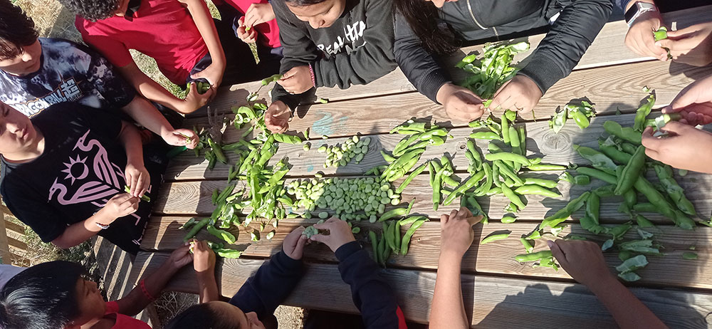 Cosecha de aprendizajes y saberes en los huertos escolares de los coles San Benito, República de Venezuela y Ciudad de Zaragoza