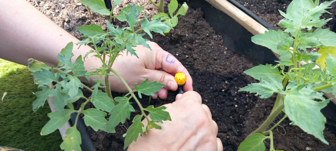 Sembrando Bienestares hace realidad la jardinería y horticultura social y terapéutica con colectivos en situación de vulnerabilidad