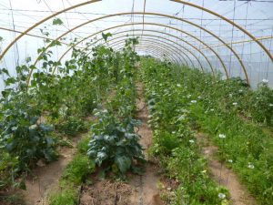 Cursos de Agricultura ecológica para desempleados/as