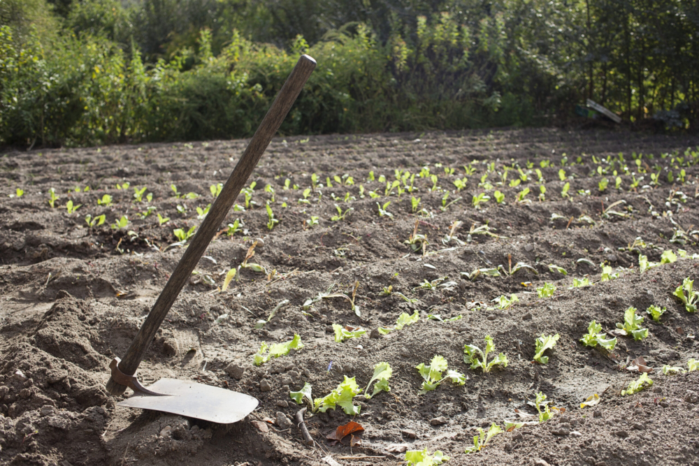 Tres informes sobre políticas públicas y agroecología en la Comunidad de Madrid