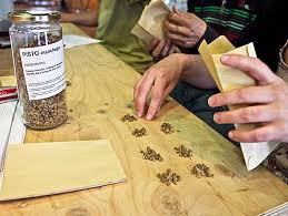 Recuento semillas germinando